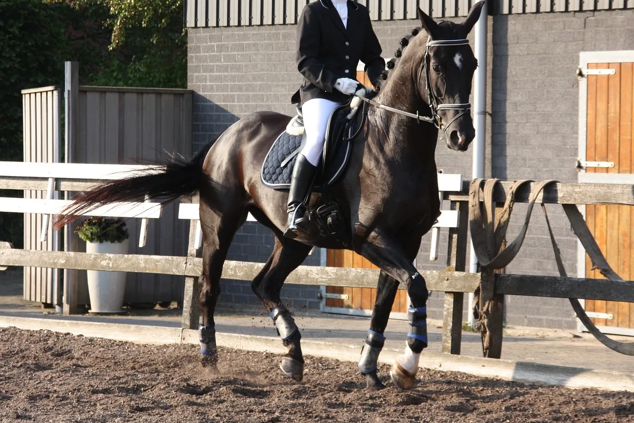 Sfeerbeeld Paardrijden
